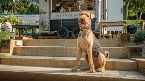 A dog sitting on wooden steps in front of a food truck named "The Field Bar". - The Ship at Dunwich (Saxmundham)