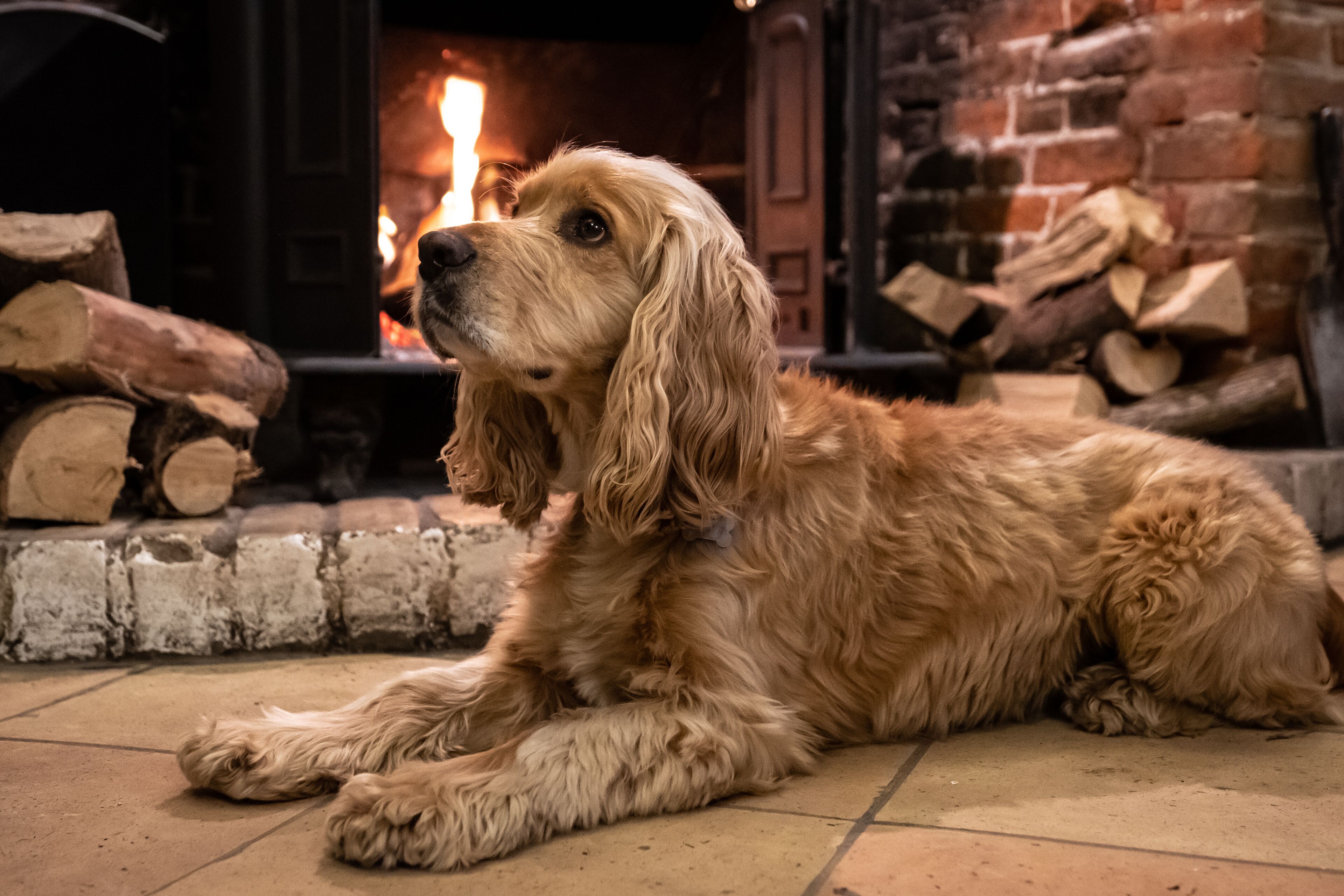 Un chien est allongé sur un sol carrelé devant une cheminée où brûlent des bûches.