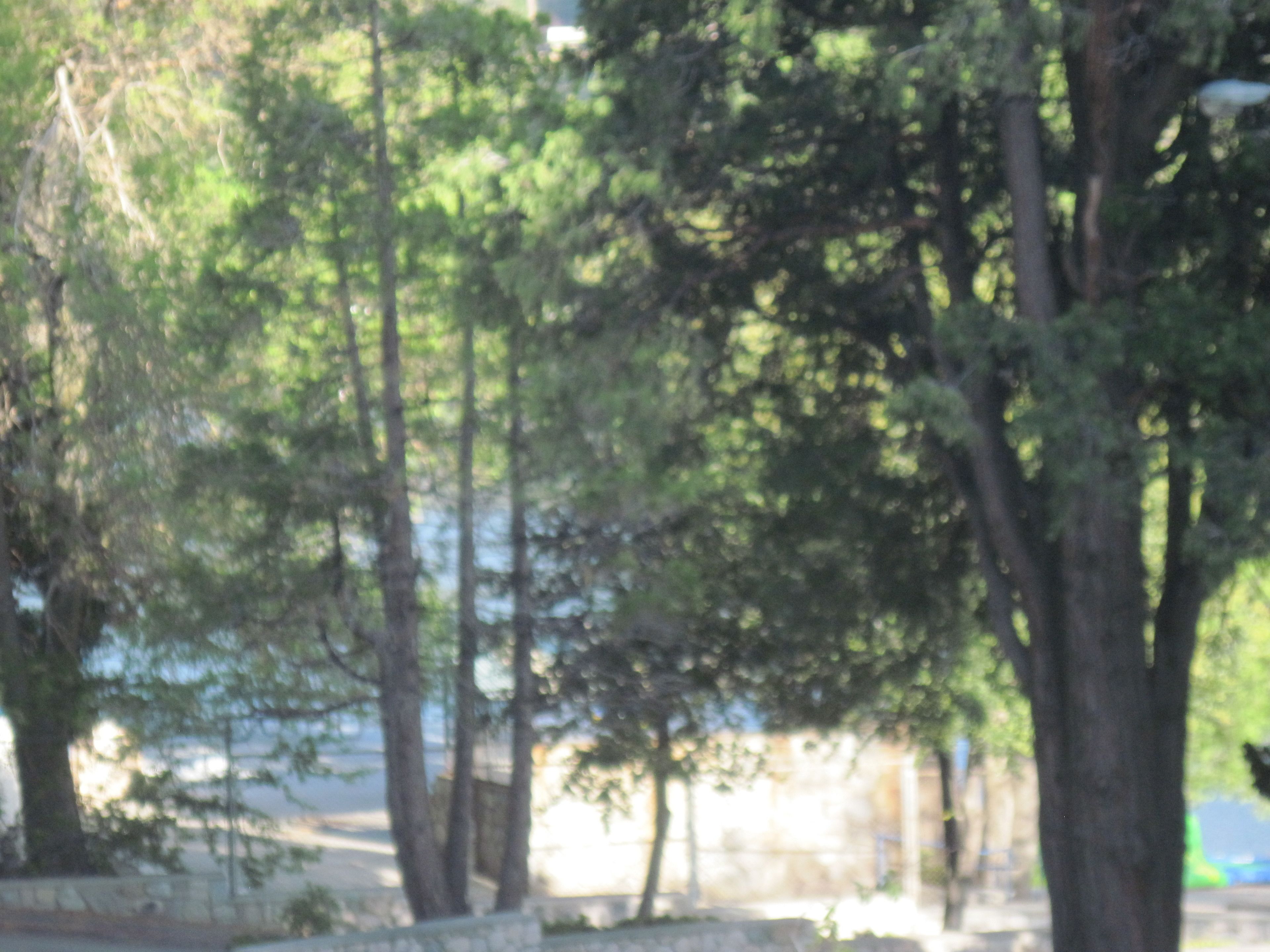 A row of trees with a stone wall in the background.