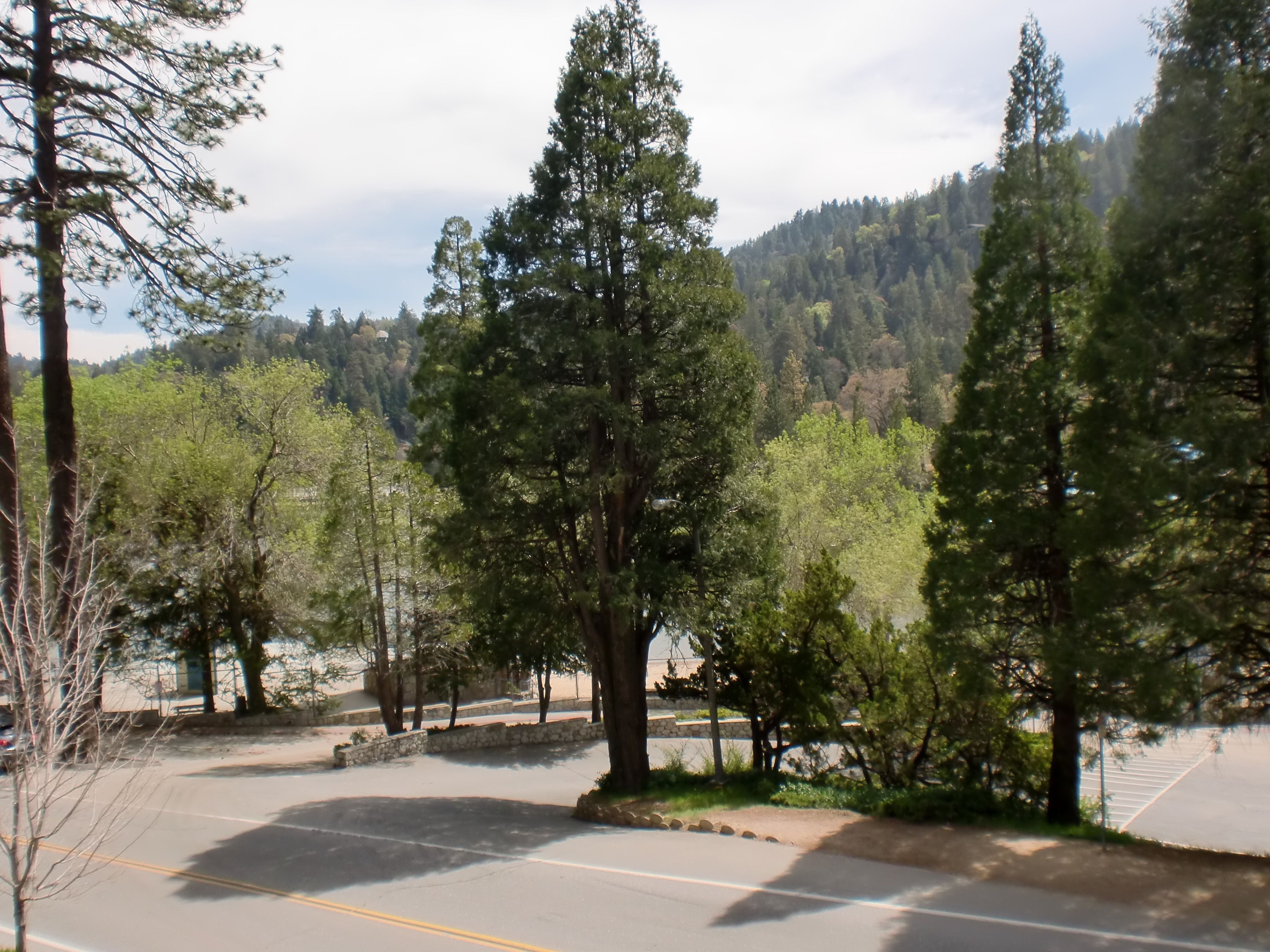 A parking lot with trees and a mountain in the background.
