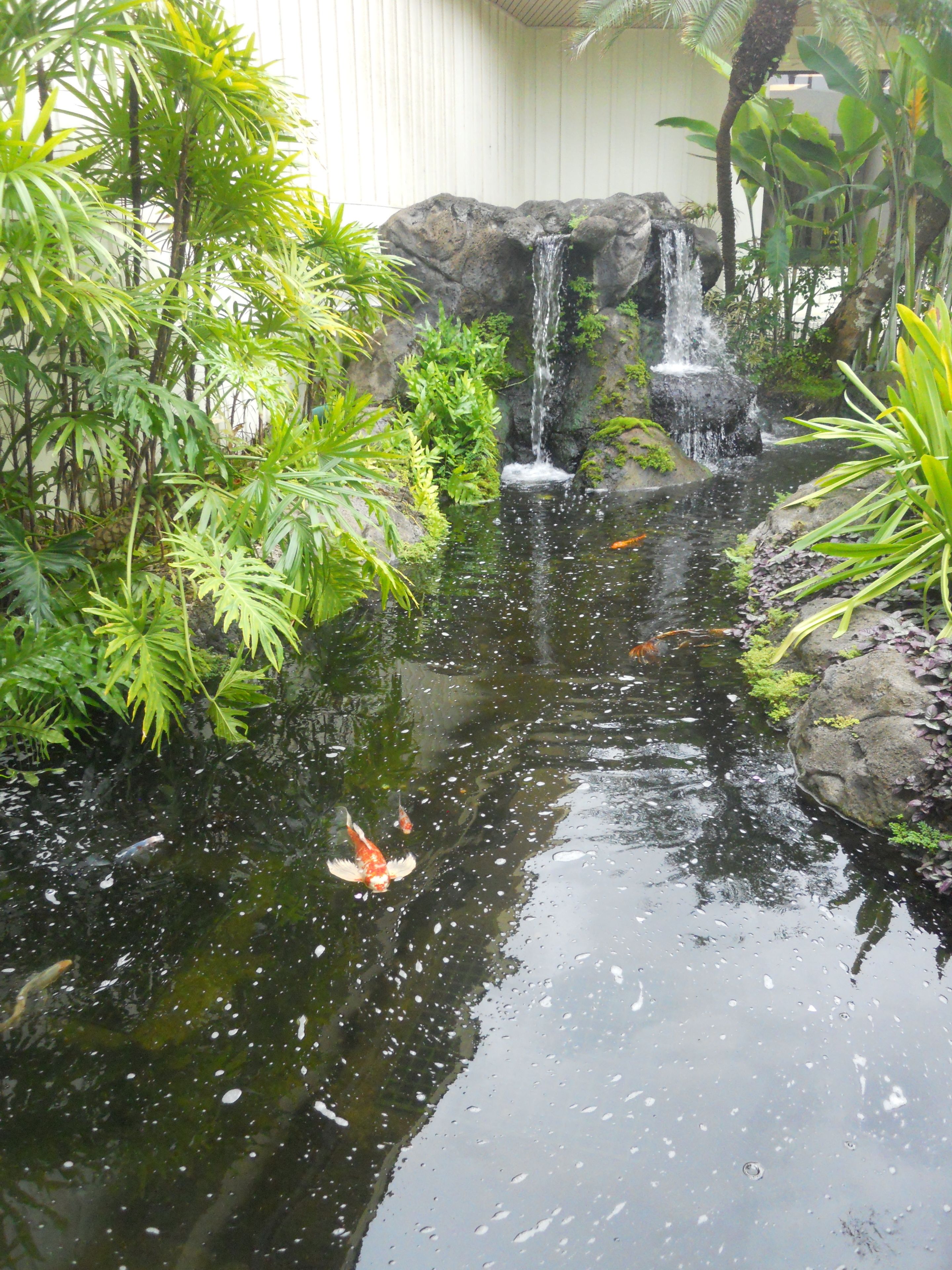 Ein Teich mit Koi-Karpfen und einem Wasserfall, umgeben von üppiger Vegetation und Felsen.