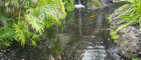 Um lago com carpas e uma cascata, cercado por vegetação exuberante e pedras.