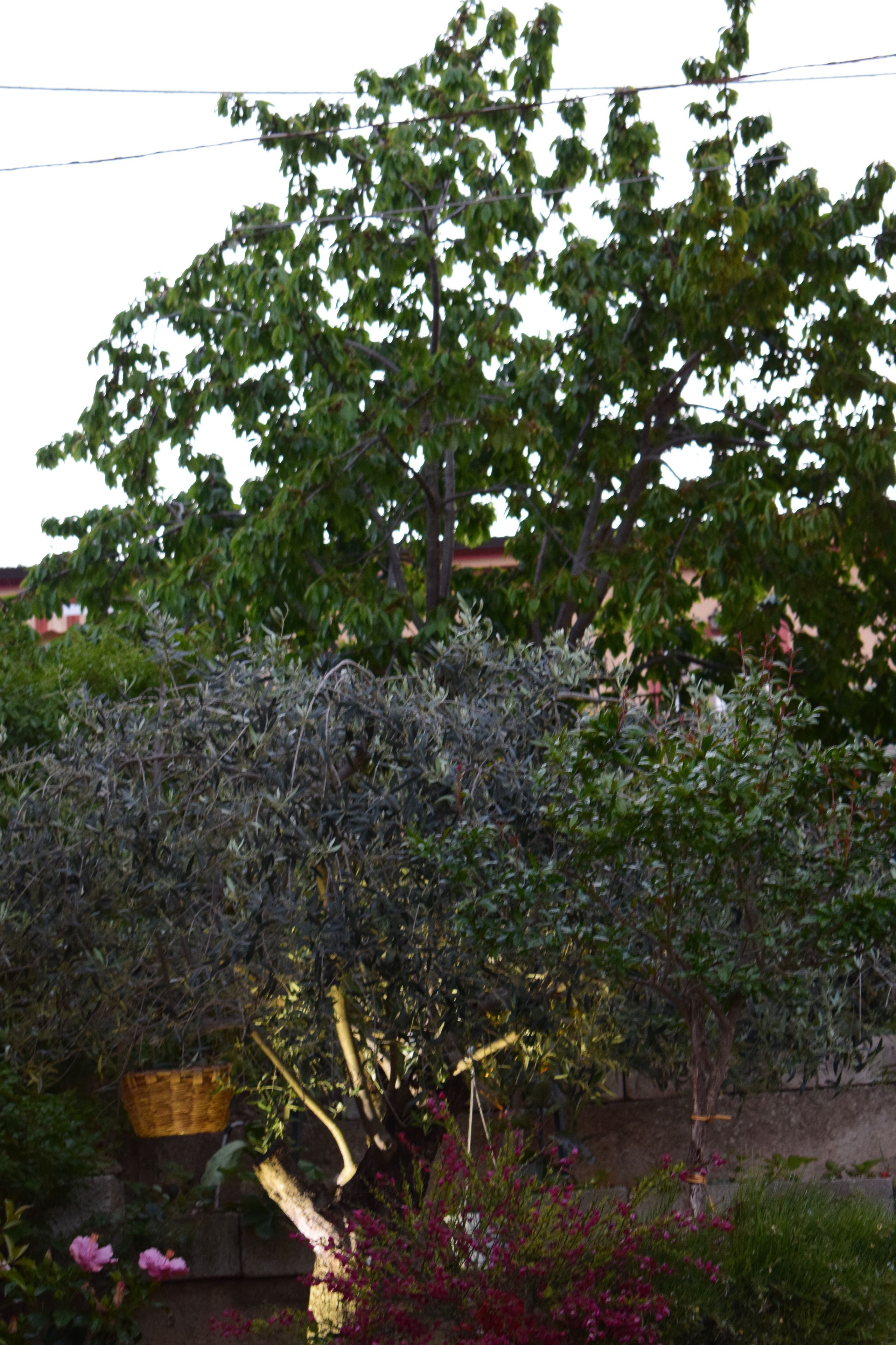 A garden with a variety of plants and a tree.