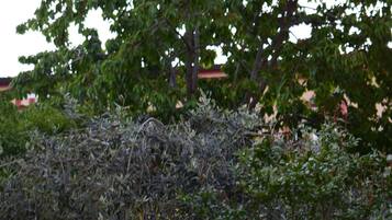 A garden with a variety of plants and a tree.