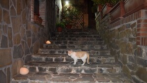 Eine steinerne Treppe in einem Gebäude, auf den Stufen befindet sich eine Katze.
