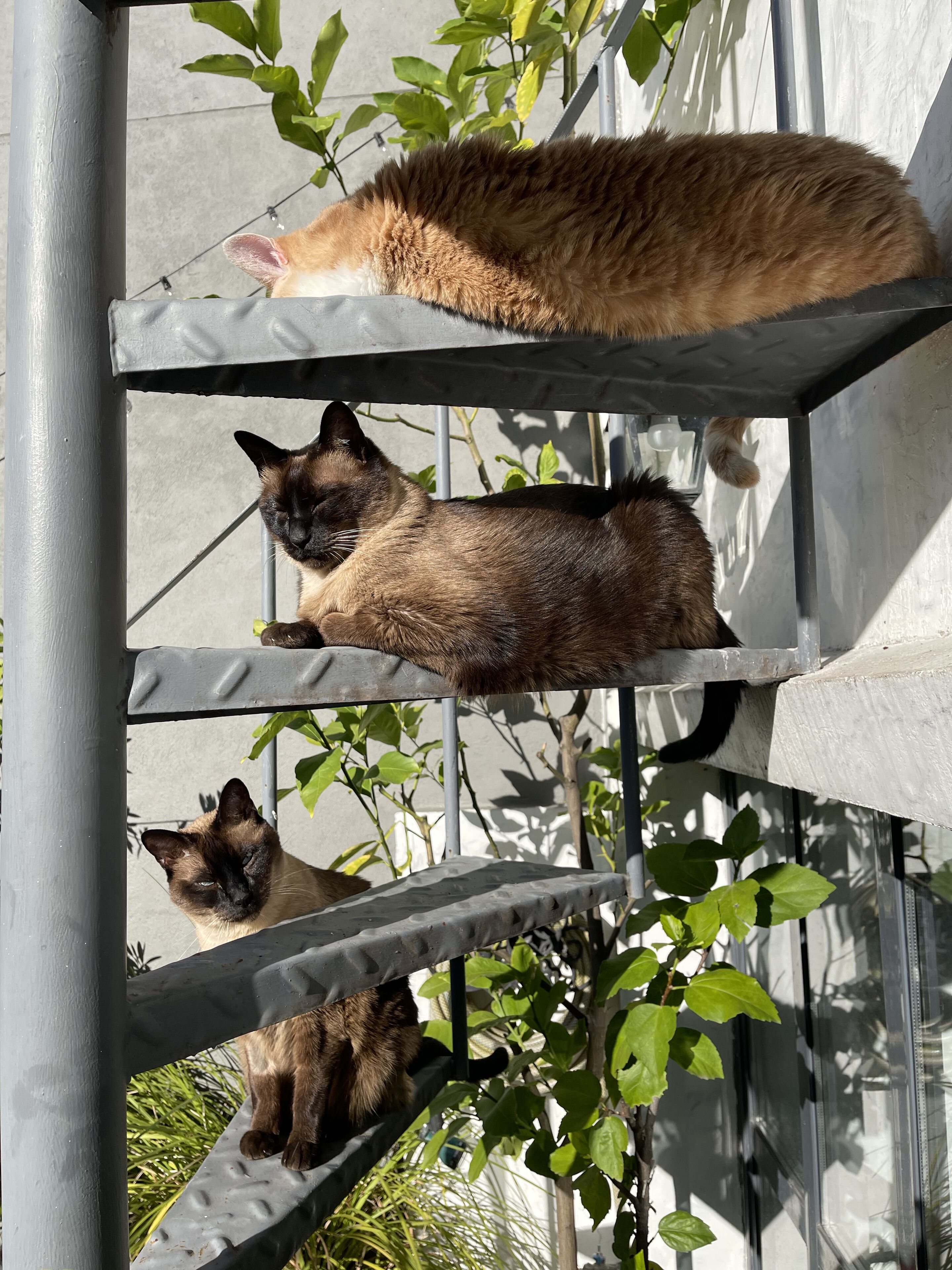 Photo - Le Petit Palais