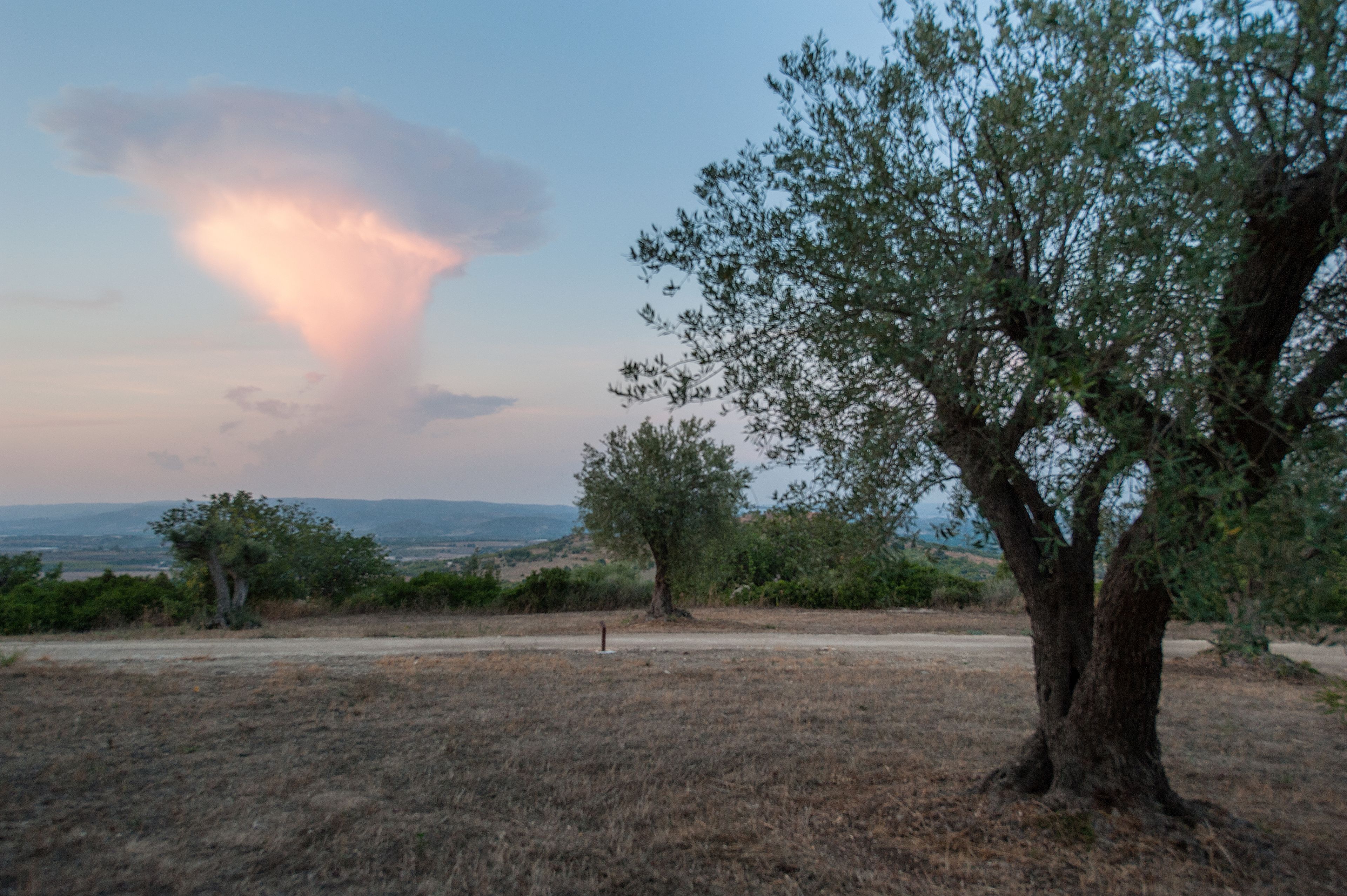 A landscape with a prominent tree and a distant view of hills.