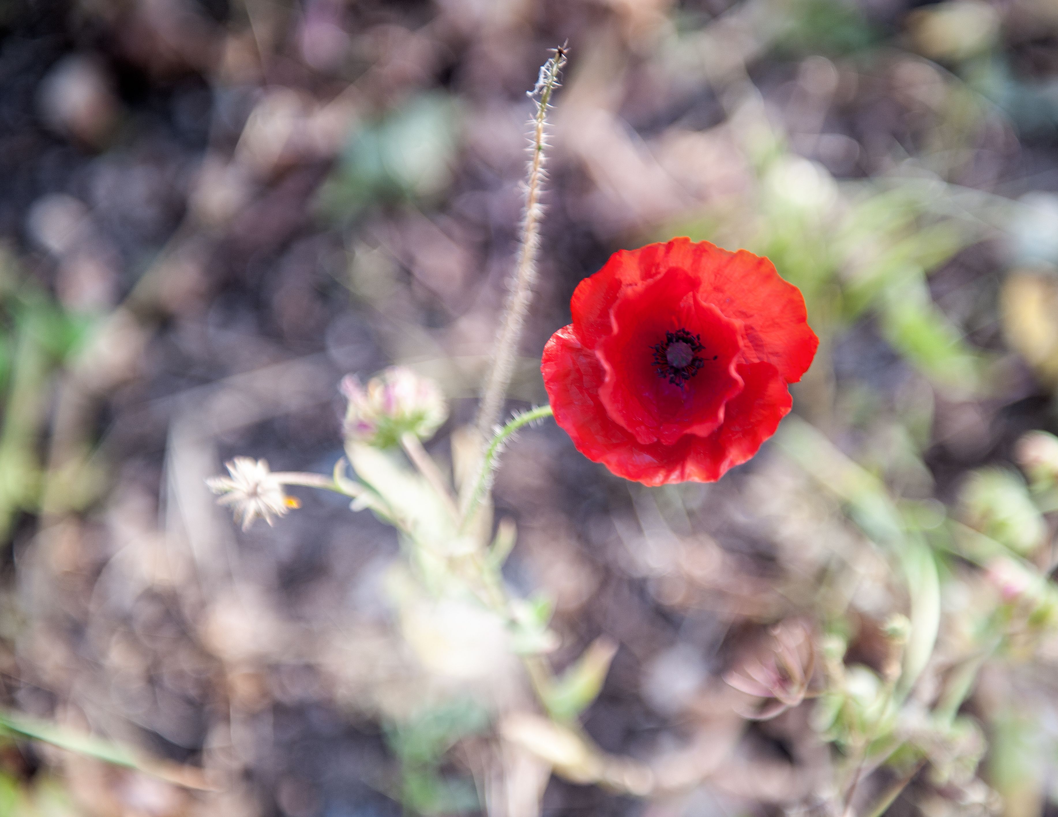 A single red poppy flower with a blurred background.
