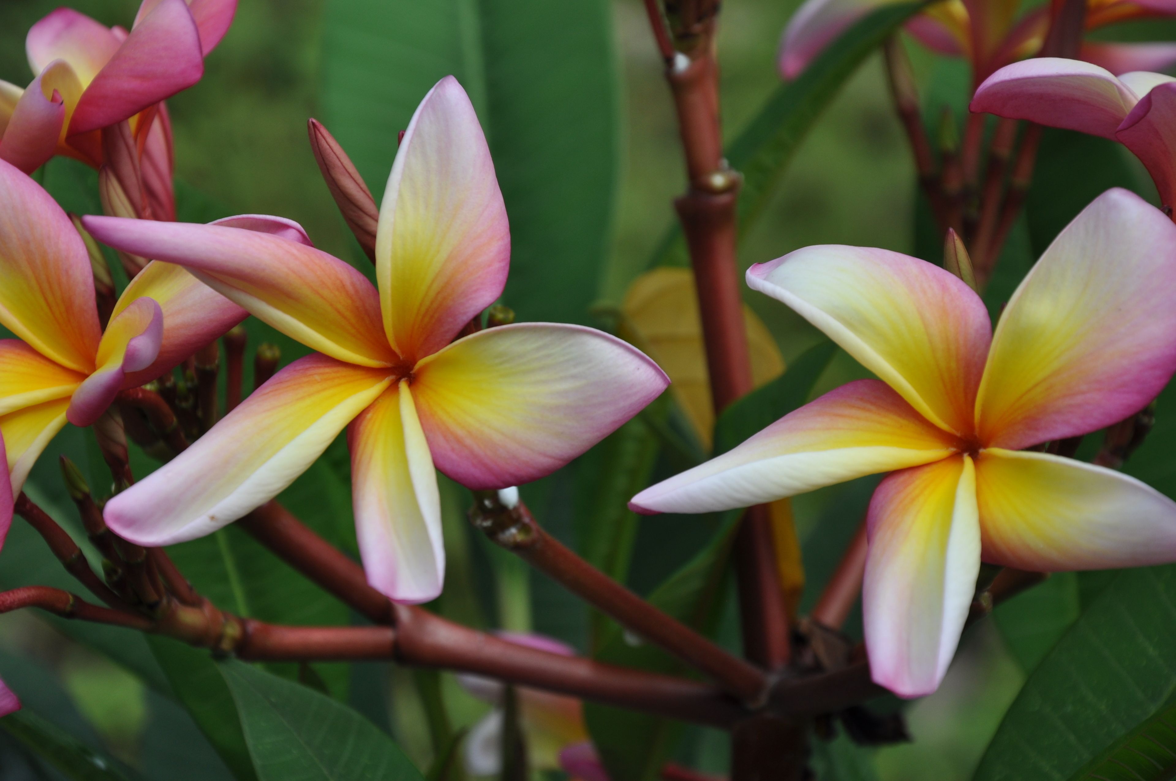 A close-up of a plant with pink and yellow flowers.