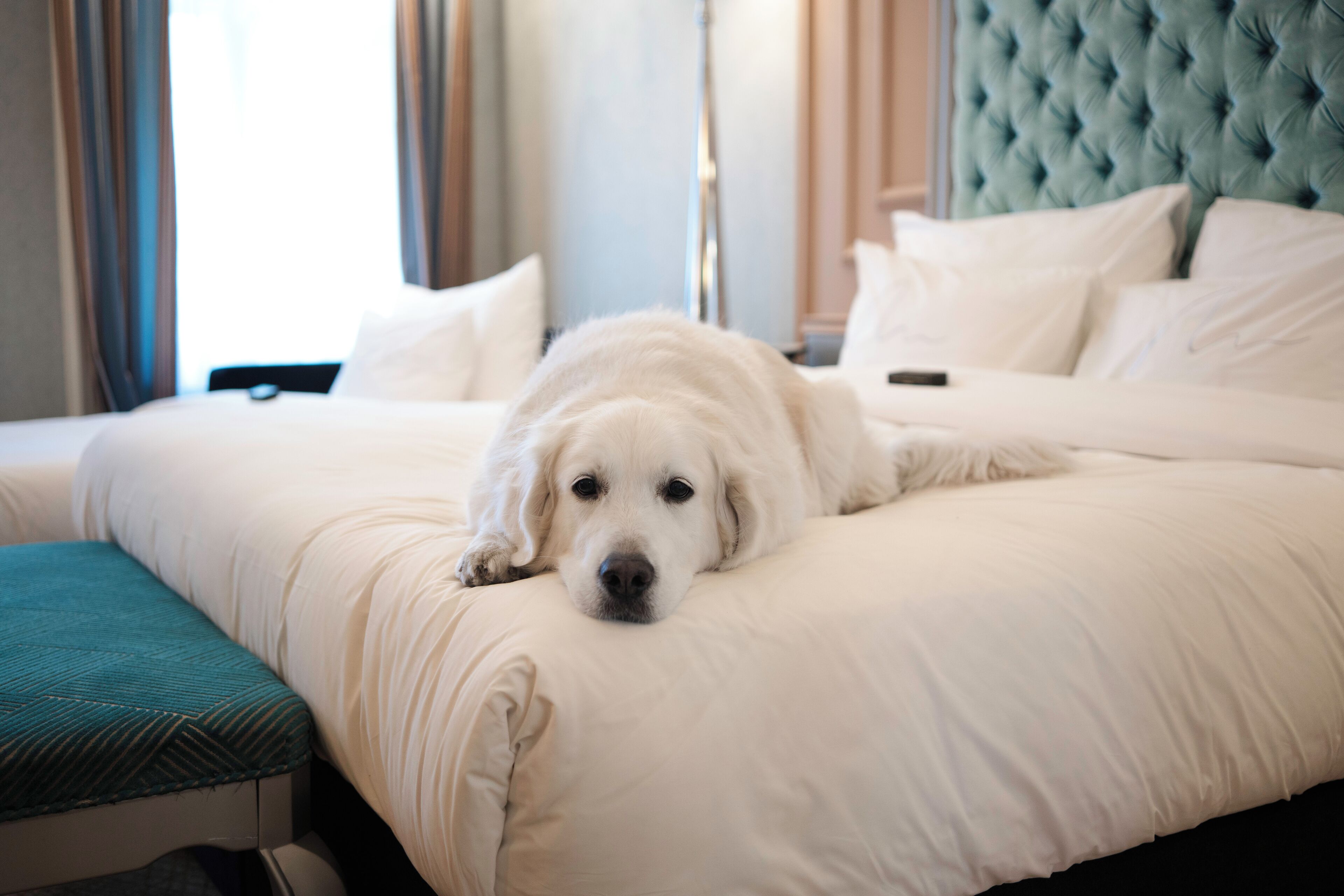 A bed with a white comforter and pillows, a teal headboard, and a white dog lying on the bed.