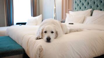 A bed with a white comforter and pillows, a teal headboard, and a white dog lying on the bed.