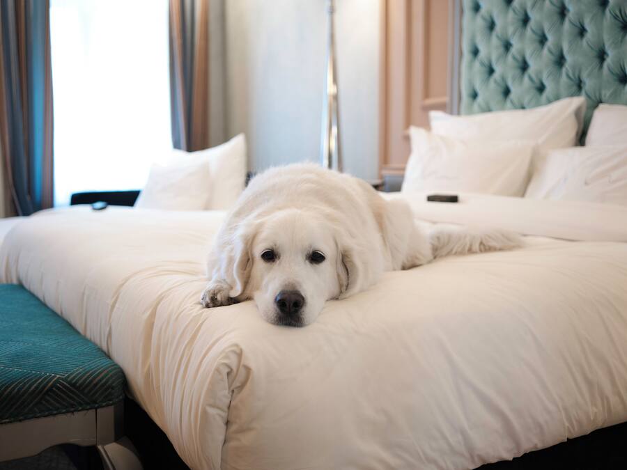 A bed with a white comforter and pillows, a teal headboard, and a white dog lying on the bed.