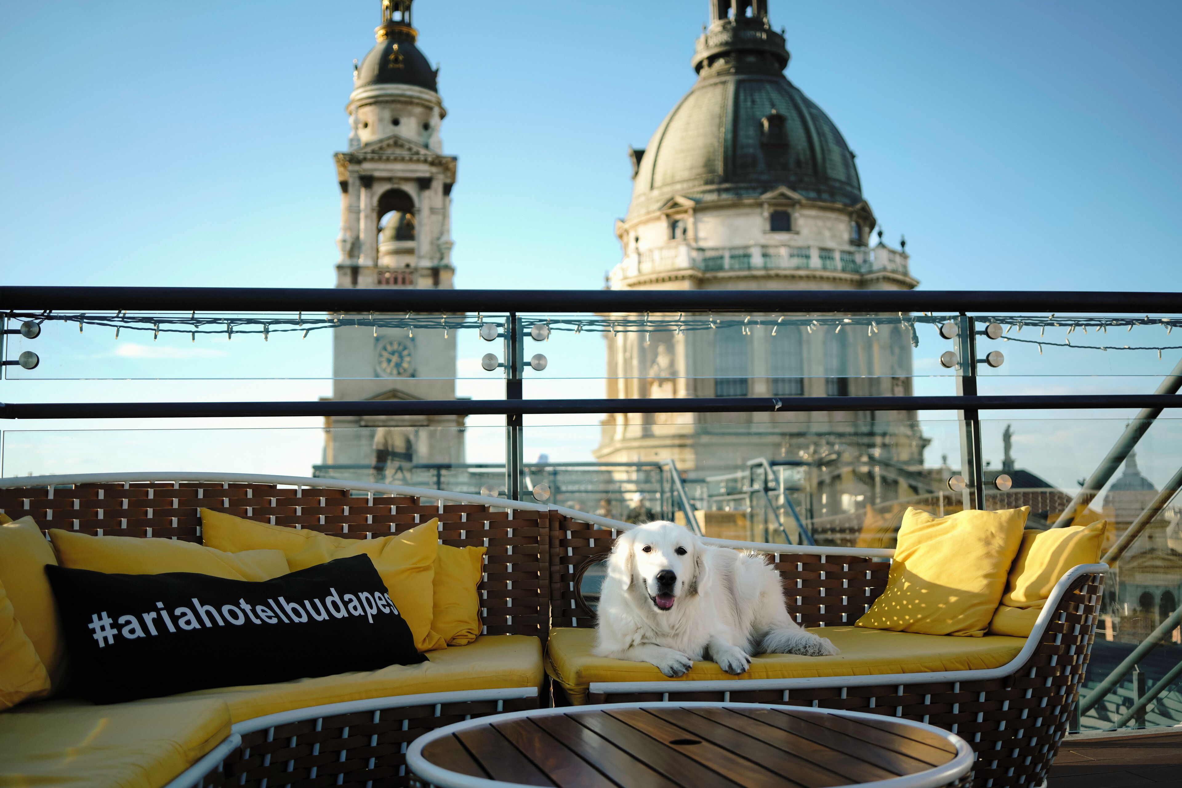 Un perro recostado en un banco acolchado con cojines amarillos y una almohada negra con texto, con vistas a un paisaje urbano con una cúpula y torres destacadas.