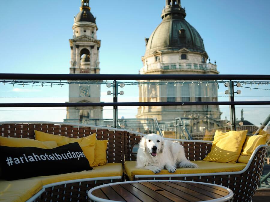 Un perro recostado en un banco acolchado con cojines amarillos y una almohada negra con texto, con vistas a un paisaje urbano con una cúpula y torres destacadas.