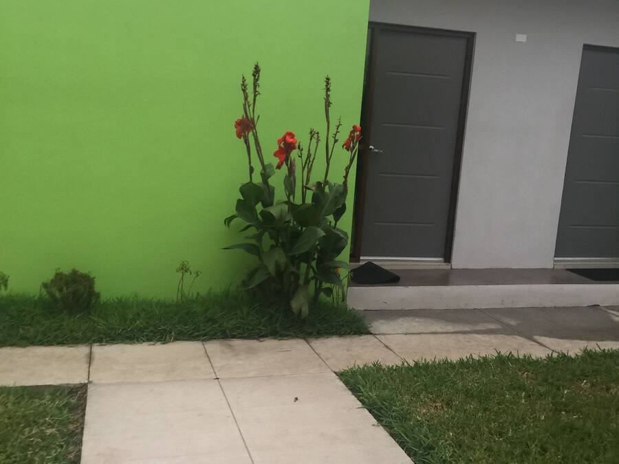 Un muro verde con una pianta in vaso e fiori rossi, un percorso in cemento e un edificio con porte grigie.