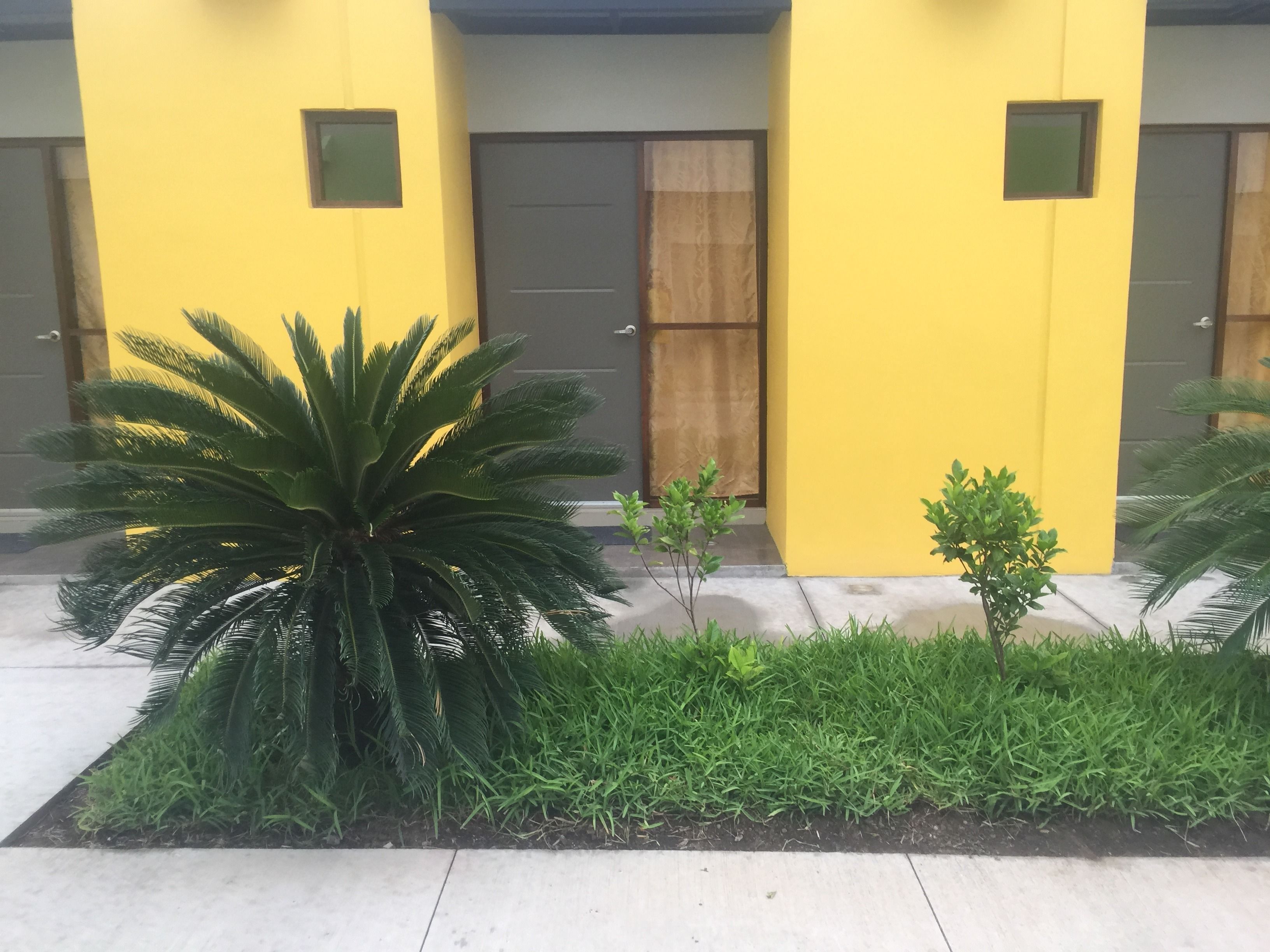 A yellow building with two doors, a large green plant, and a small tree.