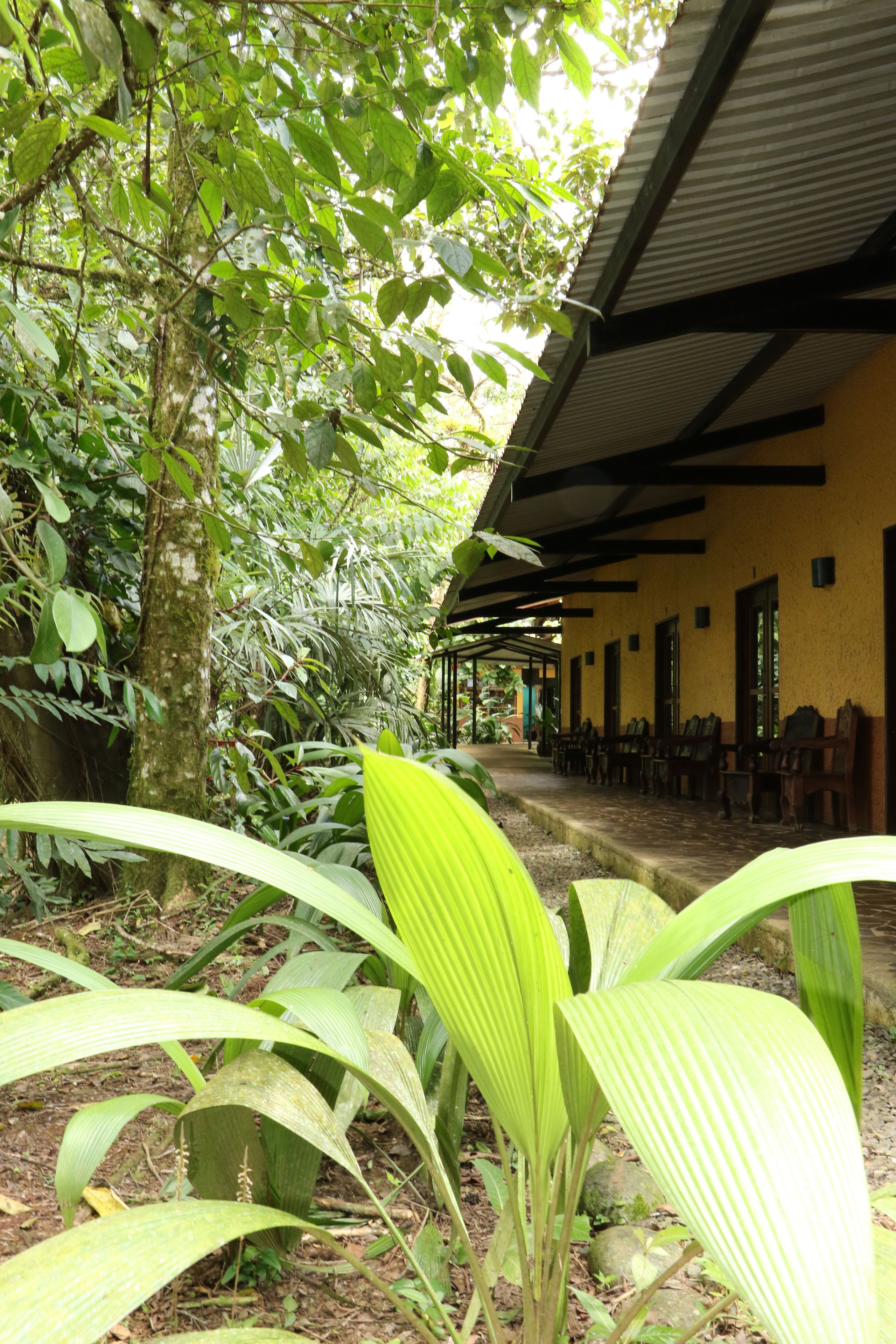 A covered outdoor area with chairs and tables, surrounded by lush greenery and trees.