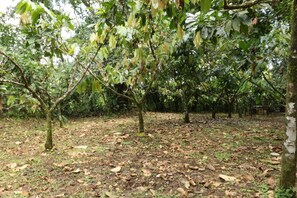 Vườn