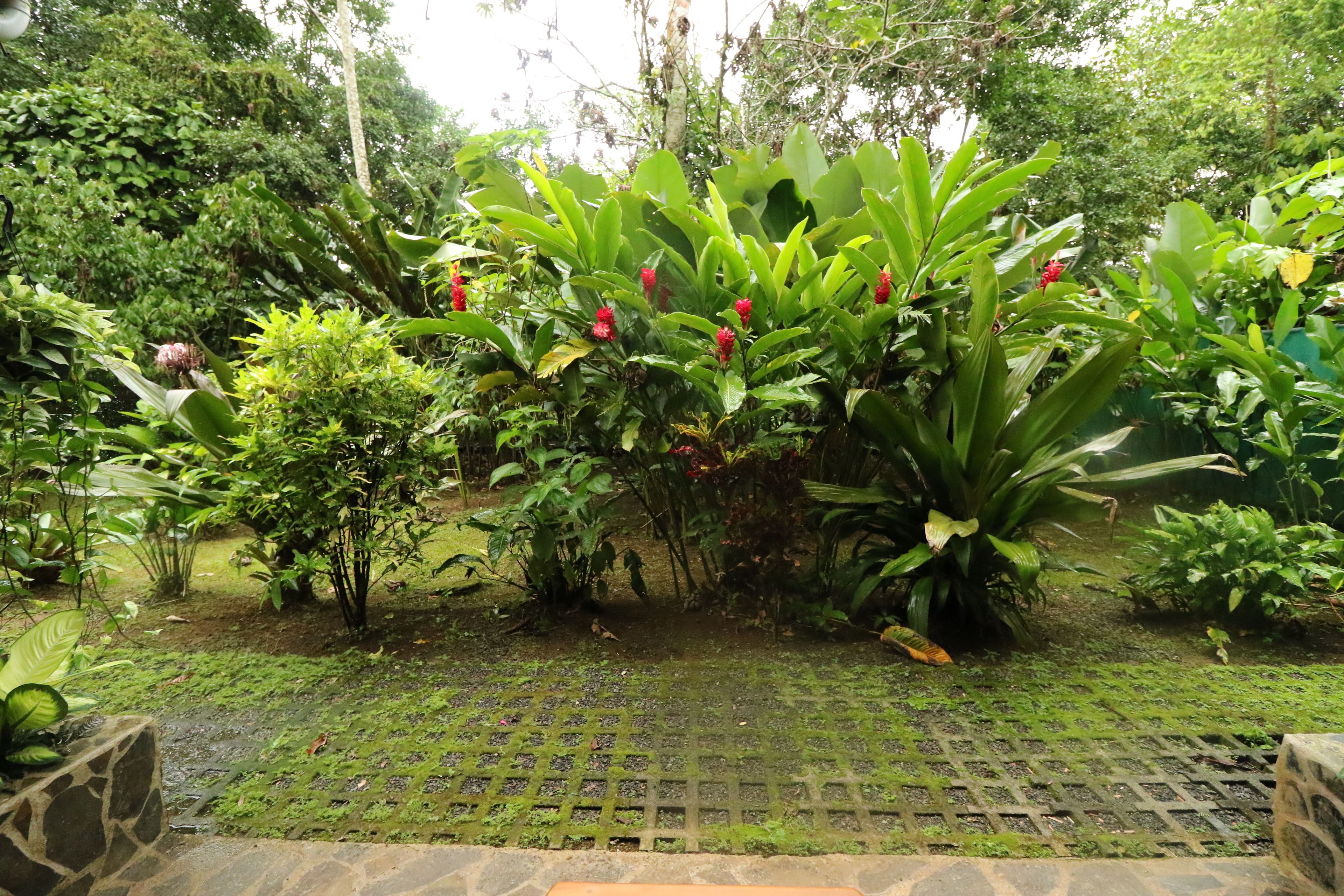 A garden with various plants and a stone pathway.