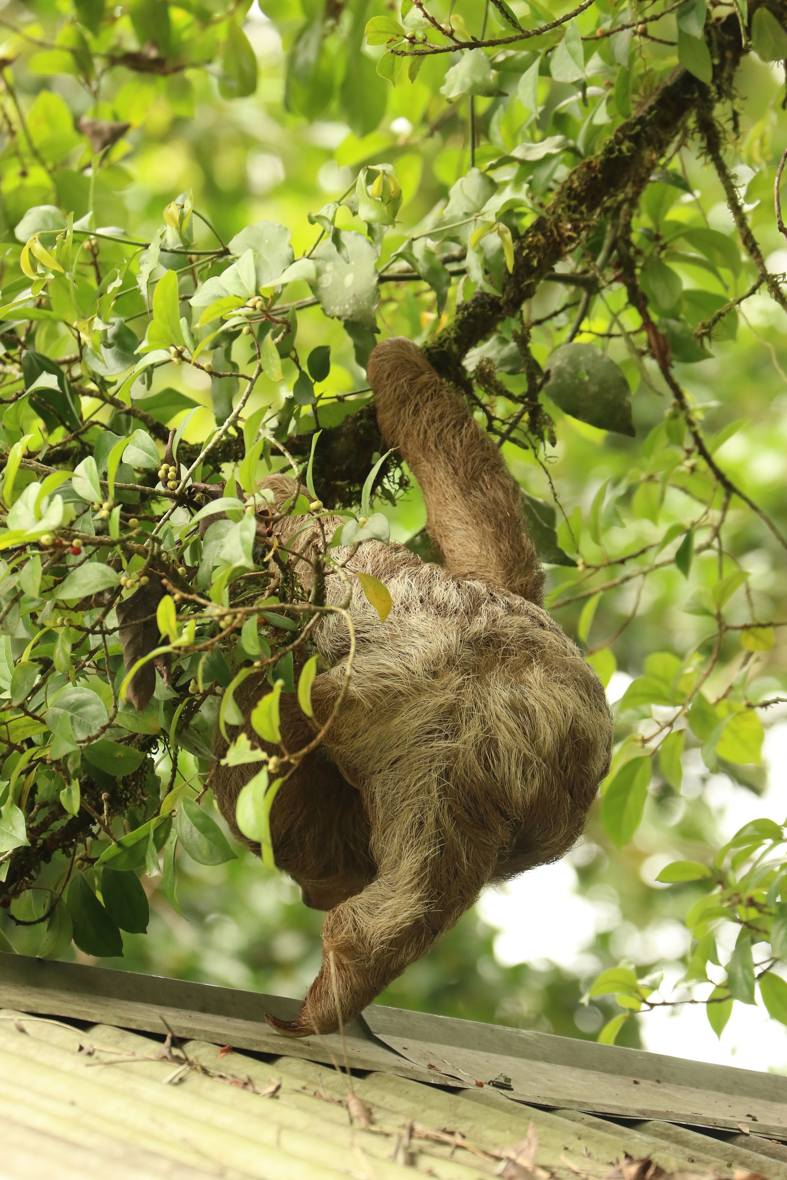A sloth hanging from a tree branch.