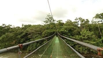 A suspension bridge with a netted walkway surrounded by dense forest.