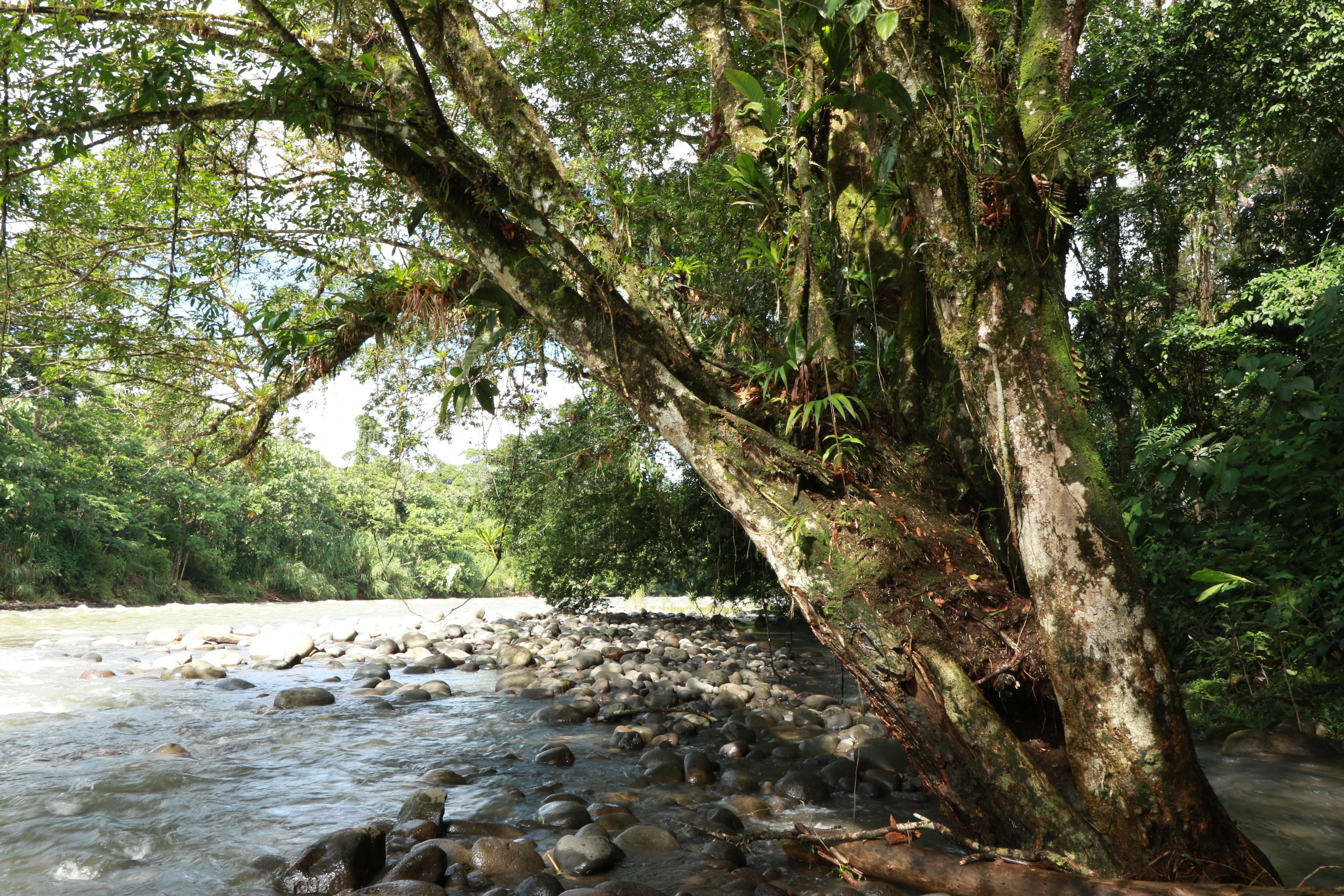Un río con rocas y un árbol cubierto de musgo.