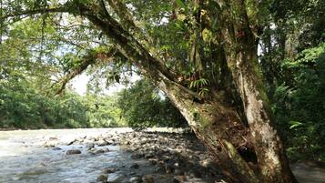 Un río con rocas y un árbol cubierto de musgo.