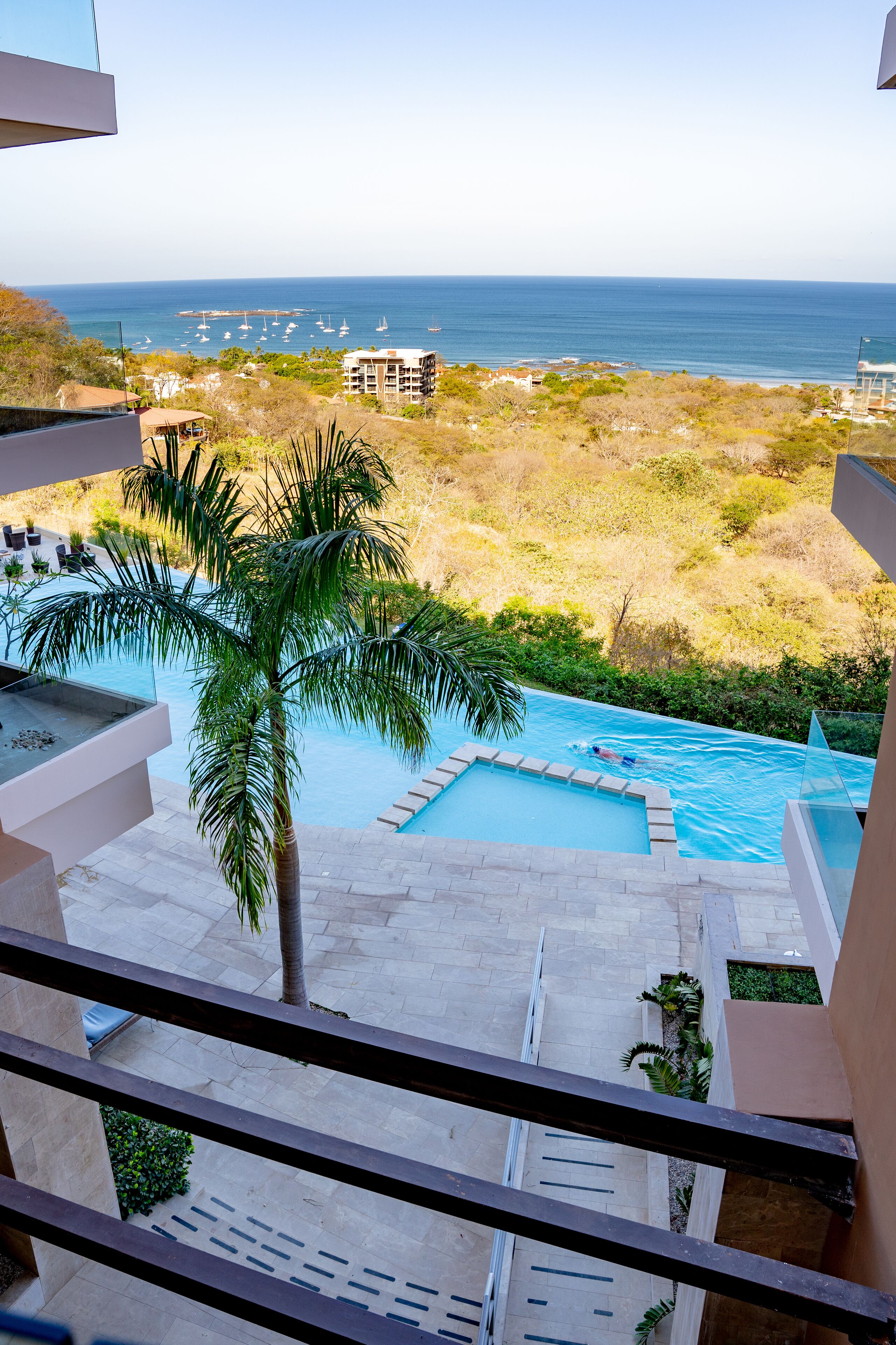 A pool with a view of the ocean and a palm tree.