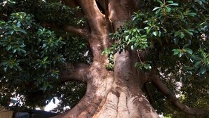 A large tree with extensive roots and dense foliage. - Fig Tree Motel (Narrandera)