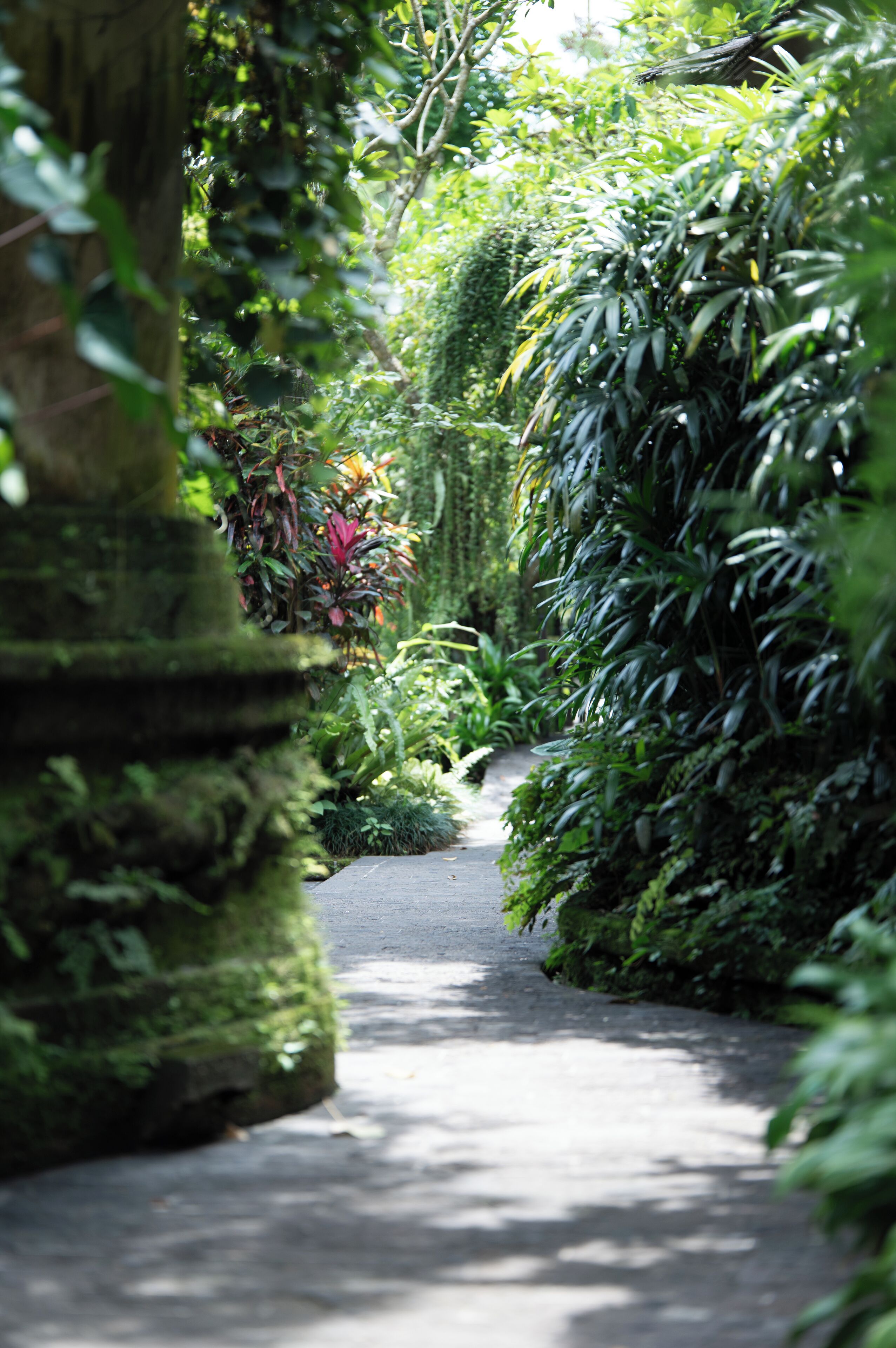 A narrow pathway flanked by lush greenery and moss-covered stone structures.