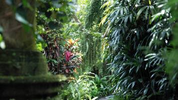 A narrow pathway flanked by lush greenery and moss-covered stone structures.