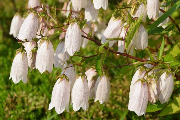 Un grupo de flores en forma de campana con hojas y tallos verdes.
