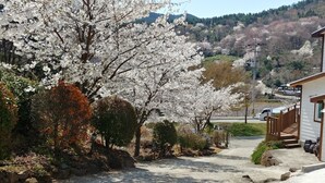 A residential area with cherry blossom trees, a paved road, and a building with a porch. - Beljari Pension (Tongyeong)