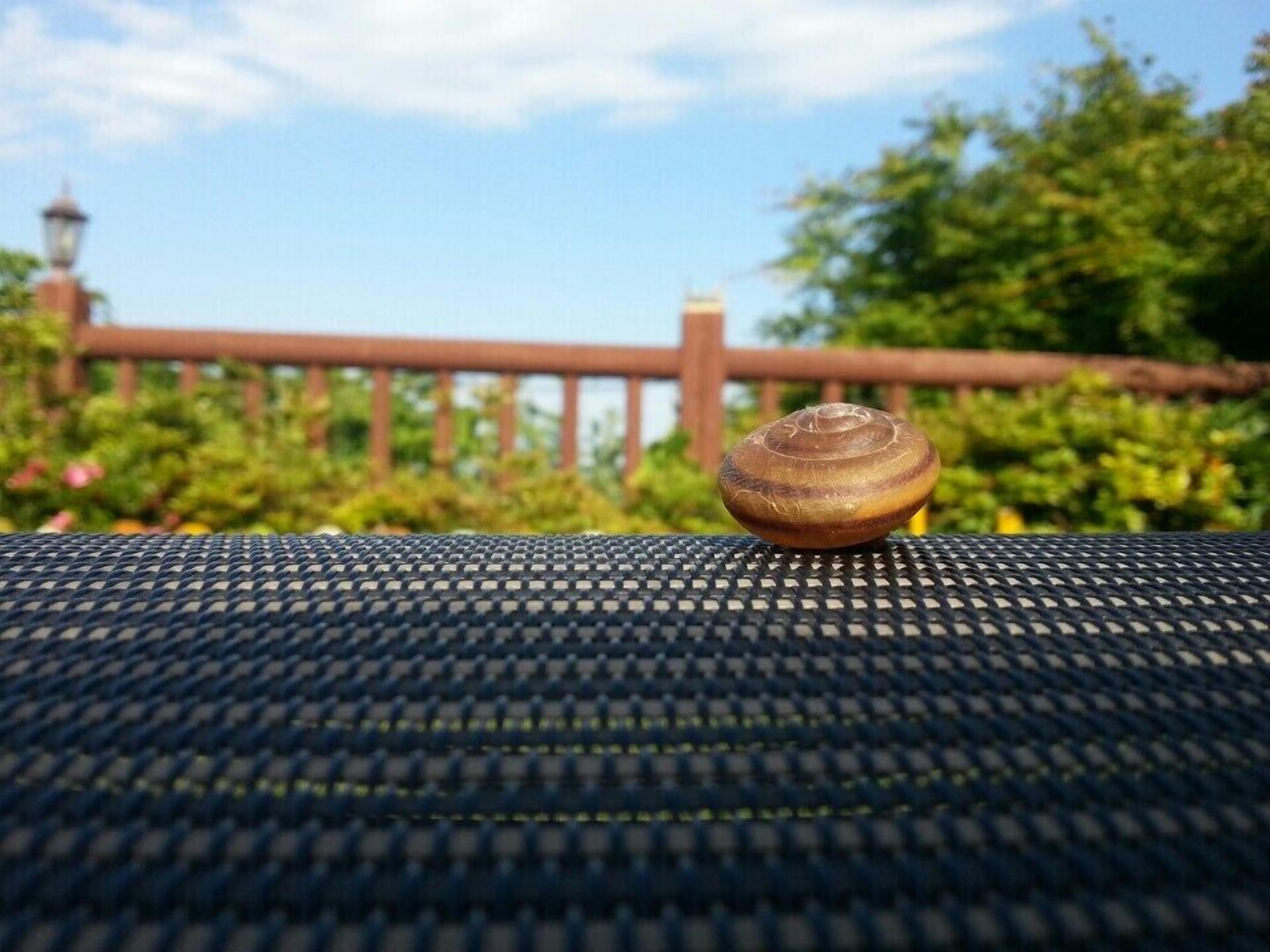 Um caracol em superfície texturizada com fundo desfocado ao ar livre.