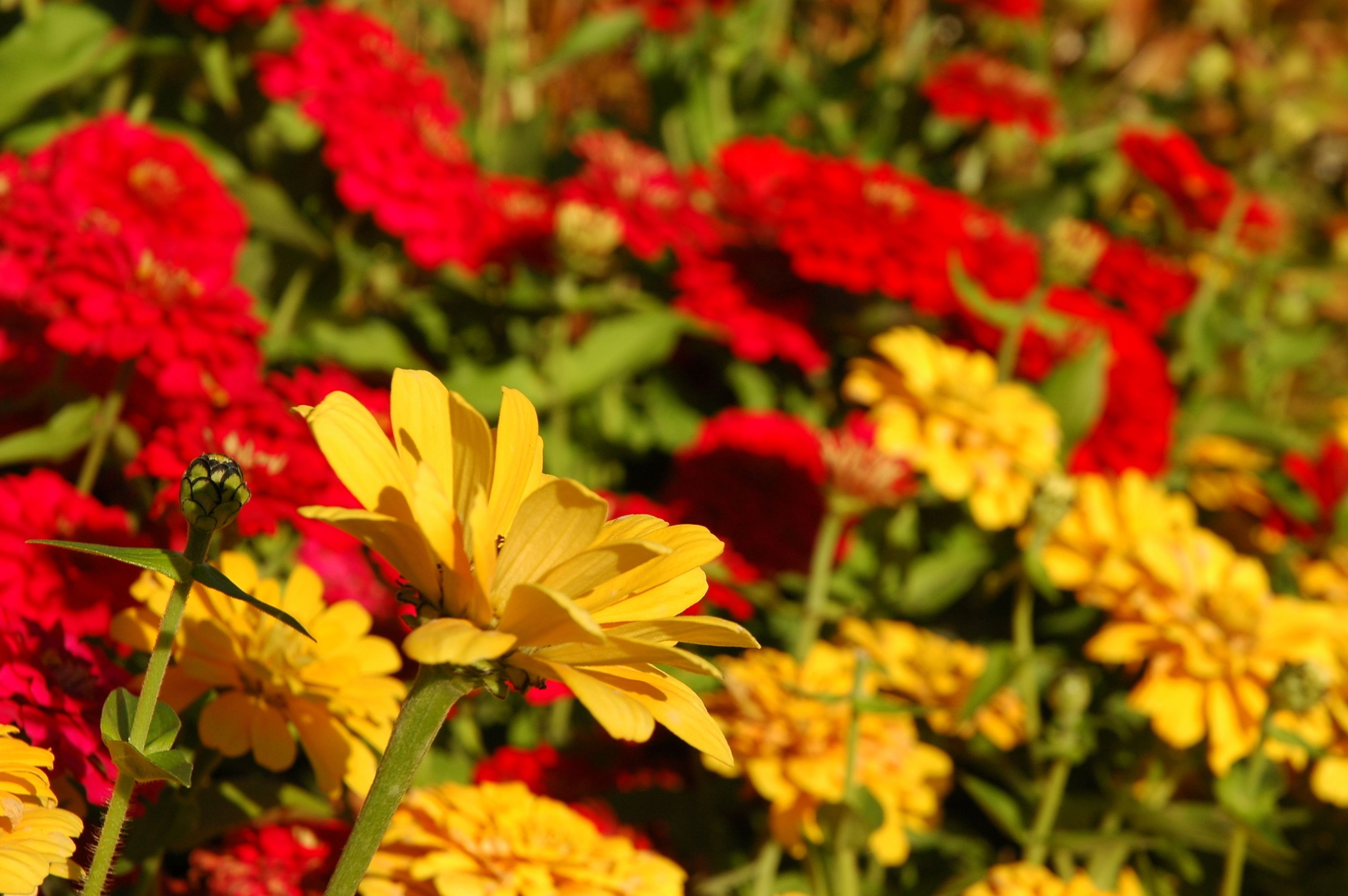 A close-up of a flower with yellow petals surrounded by red and yellow flowers.