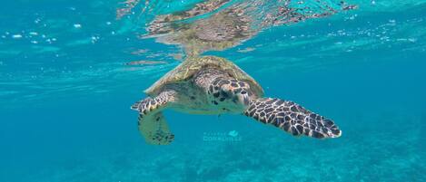 A sea turtle swimming underwater.