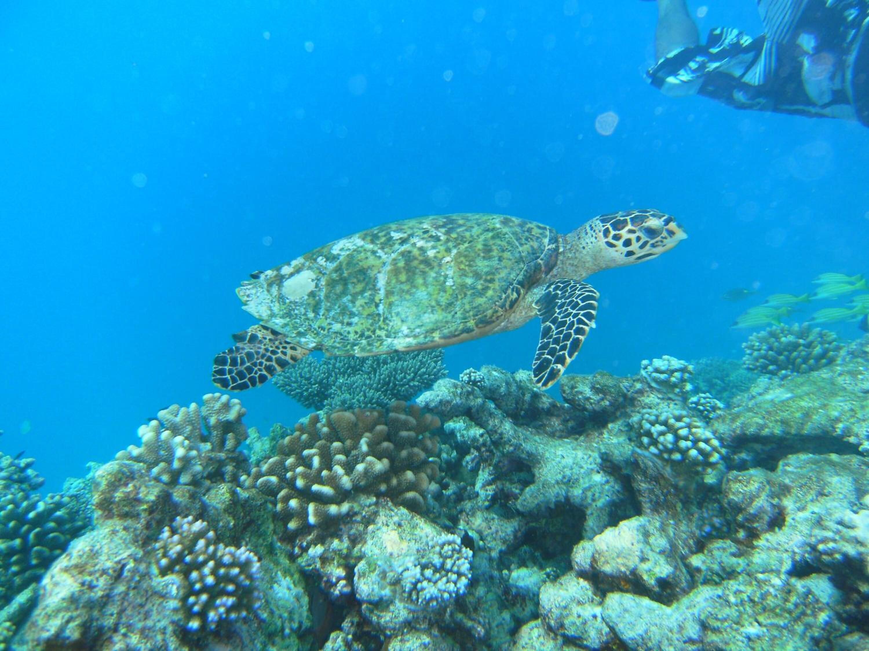 A sea turtle swimming near a coral reef.