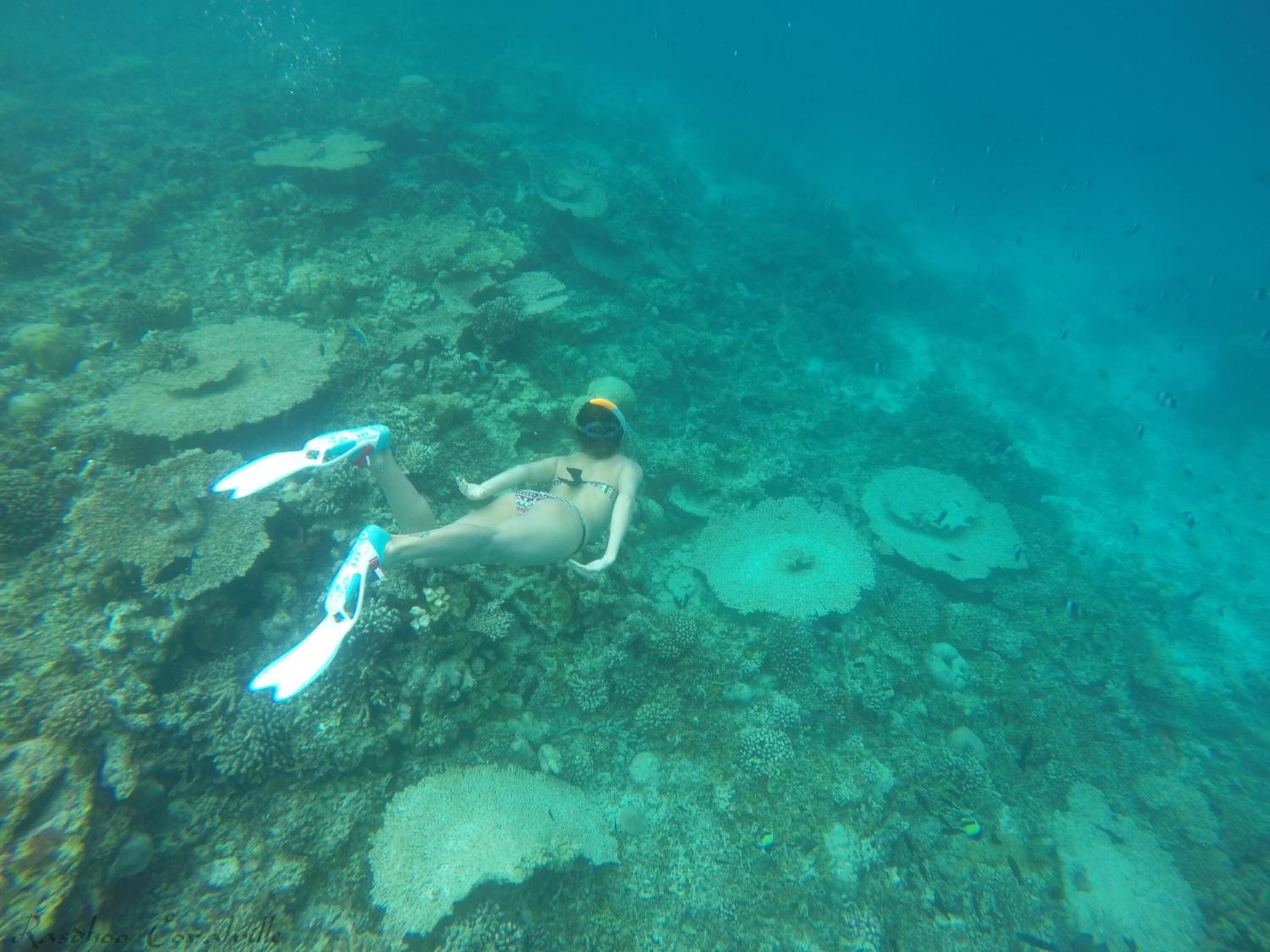 En person snorkler under vandet blandt koralrev og marineliv.