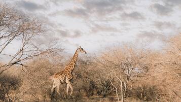 A giraffe in a natural setting with sparse trees and a cloudy sky.