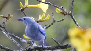 A bird perched on a branch with yellow leaves. - Monique's Guesthouse (Port of Spain)