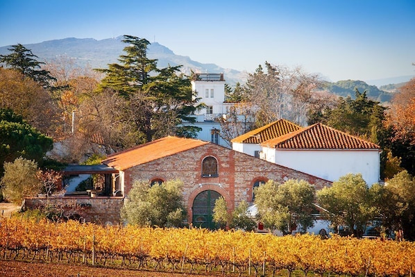 Vineyard