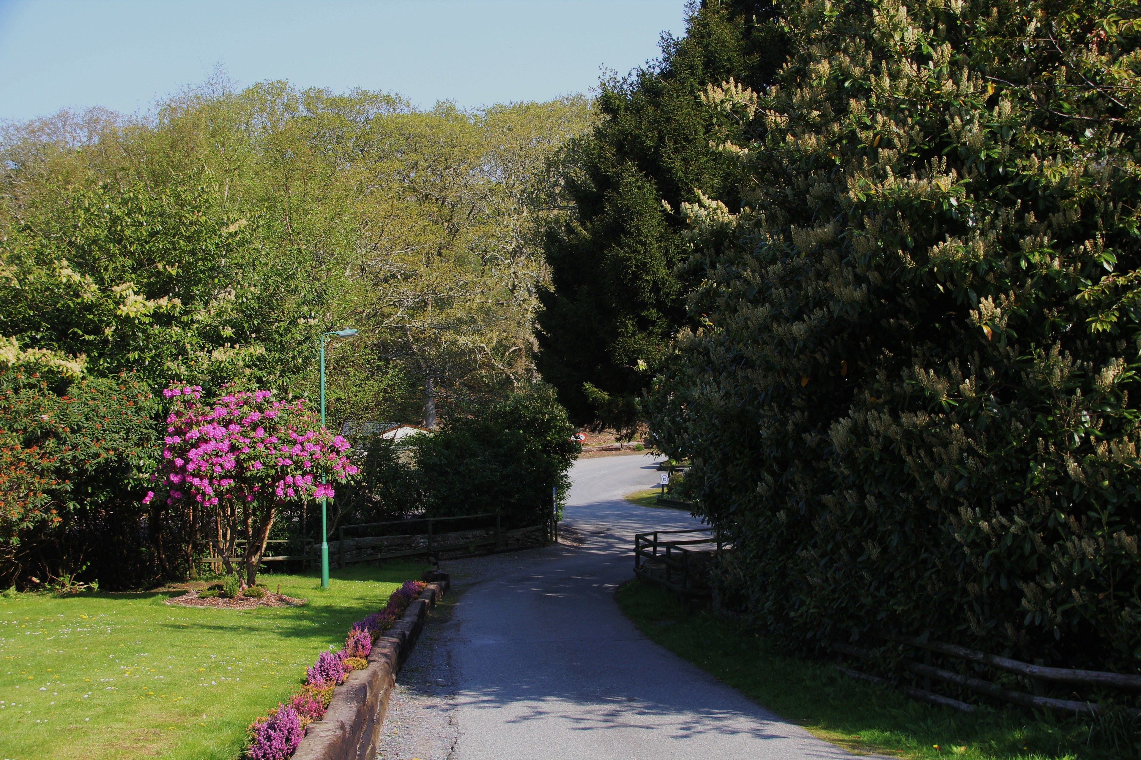 A paved pathway flanked by dense shrubbery and a flowering tree.