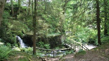 Een bebost gebied met een waterval, een houten brug en een pad dat door de bomen leidt.