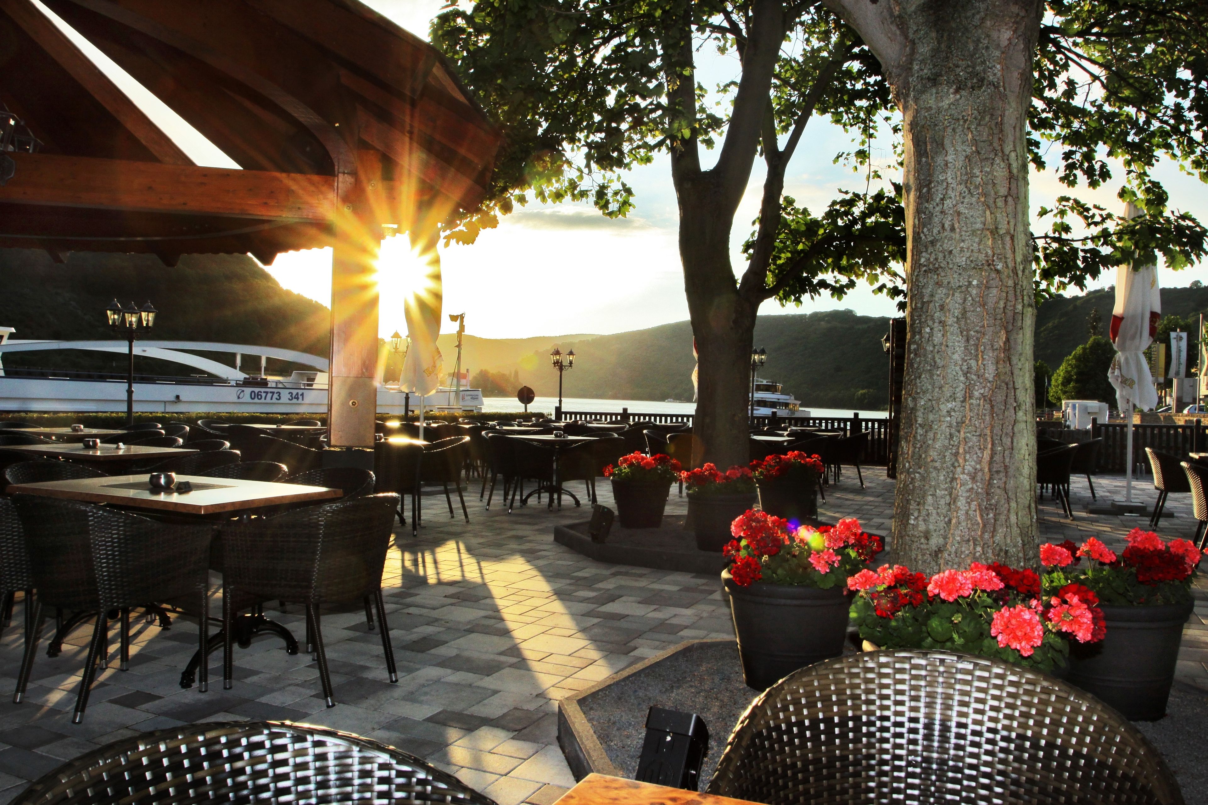 An outdoor café with tables and chairs, surrounded by potted plants and a large tree.