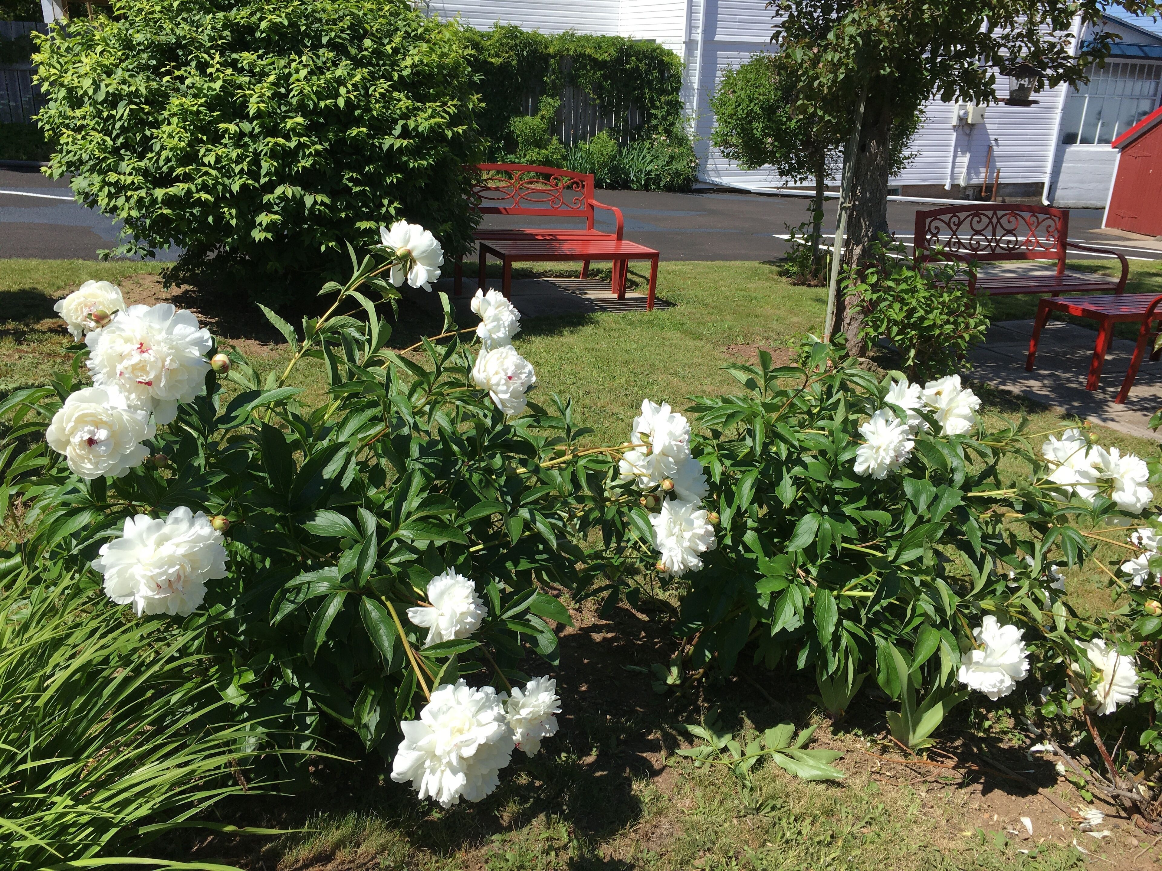 A garden with white flowers and red benches.