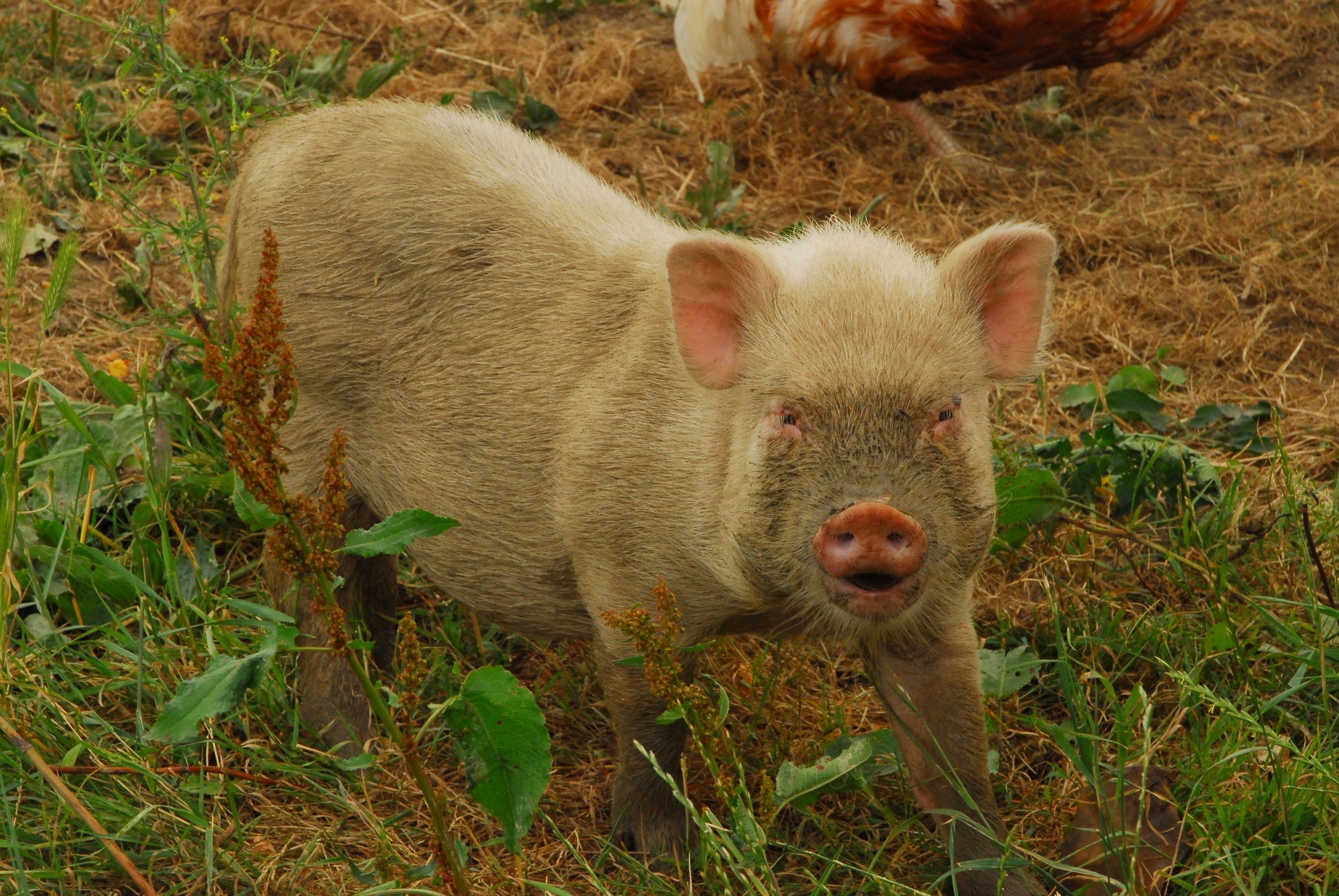 Ein Schwein auf einer Wiese mit Pflanzen und einem Hühnerchen im Hintergrund.