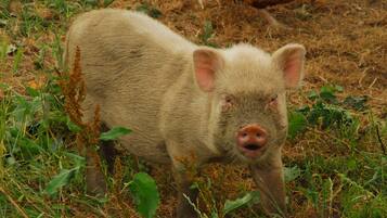 Ein Schwein auf einer Wiese mit Pflanzen und einem Hühnerchen im Hintergrund.
