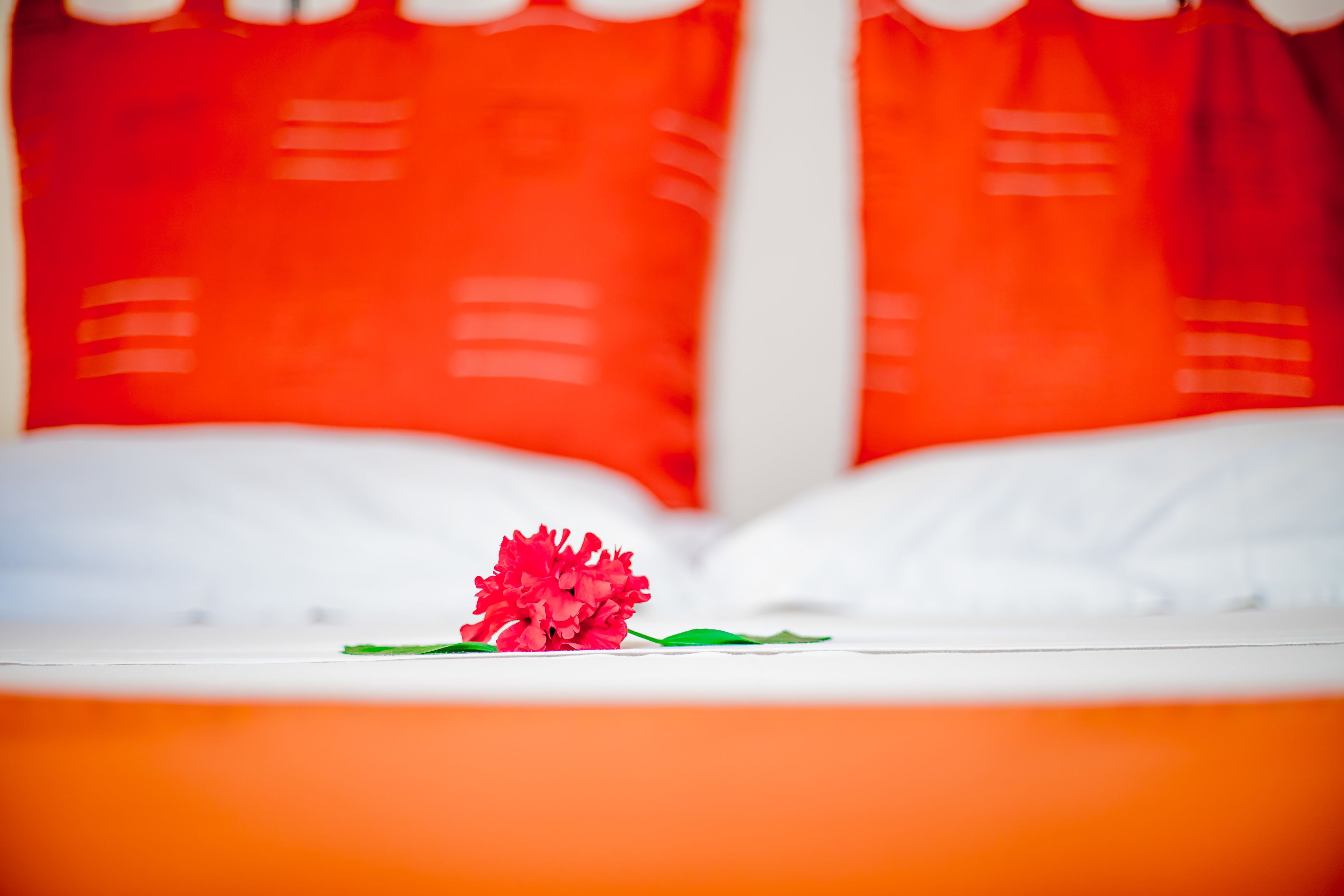 A bed with white bedding and a single red flower on the pillow.
