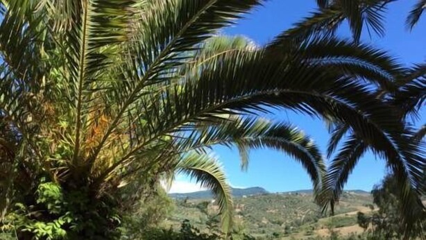 Paisaje tropical con palmeras y un fondo montañoso.