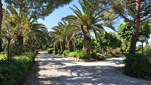 A pathway lined with palm trees and various shrubs, leading through a landscaped garden area.